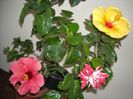 Hibiscus grup