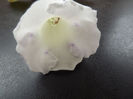 DSCF1388
