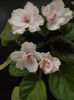DSCF1351