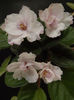 DSCF1350
