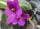 DSCF1496