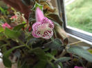 DSCF1384