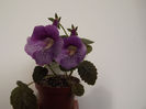 DSCF1442