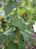 coacaze negre