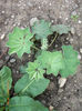 cretisoara1