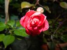 DSCN9976