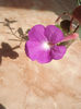DSCF1466
