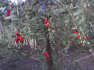 20-08-13_goji berry