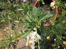 goji de balcon in ghiveci