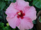 adonicus pink-52