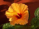 DSCN9824_5277