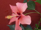 DSCN9799_5252