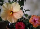 Hibiscus grup