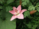 DSCF1444