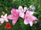 DSCF1459