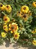 rudbekia