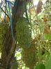 kiwano