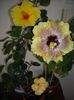 Hibiscus grup