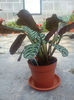 Calathea(de la Dorian)