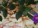 roses  dybles- sub aceasta denumire am cumparat rizom
