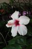 hibiscus Apple Bloosom