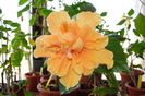 hibiscus Jimmy Sprangler