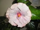 Tahitian Lavander Frolic