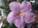 purple sovereign