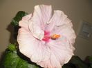 Tahitian Lavander Frolic
