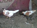IMG00870-20130825-1445