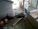 IMG00848-20130825-1439