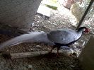 IMG00859-20130825-1443