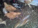 IMG00861-20130825-1444