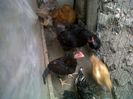 IMG00864-20130825-1445