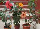DSCN9894_5347