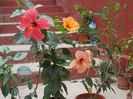 DSCN9896_5349