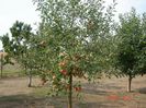 Picture 022