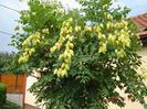 Koelreuteria paniculata