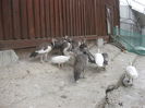 MOBIL 0745 414 822