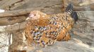 DSC02299