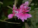 DSCN0322
