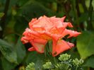 DSCN0339