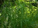 DSCN0384