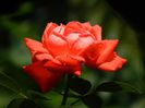 DSCN0391