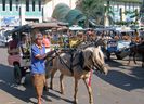 Lombok-Horse