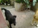 sunt aici!