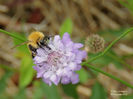 RSCN5885