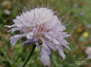 RSCN5870
