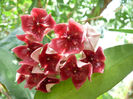 Hoya megalaster S (2)