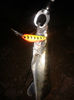 Hot tiger de 6 cm deep floating